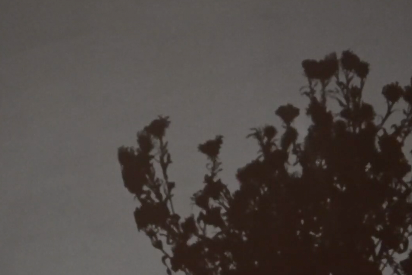 Mary Oliver’s ‘Her Grave’ and the Bittersweet Joy of DogsÂ